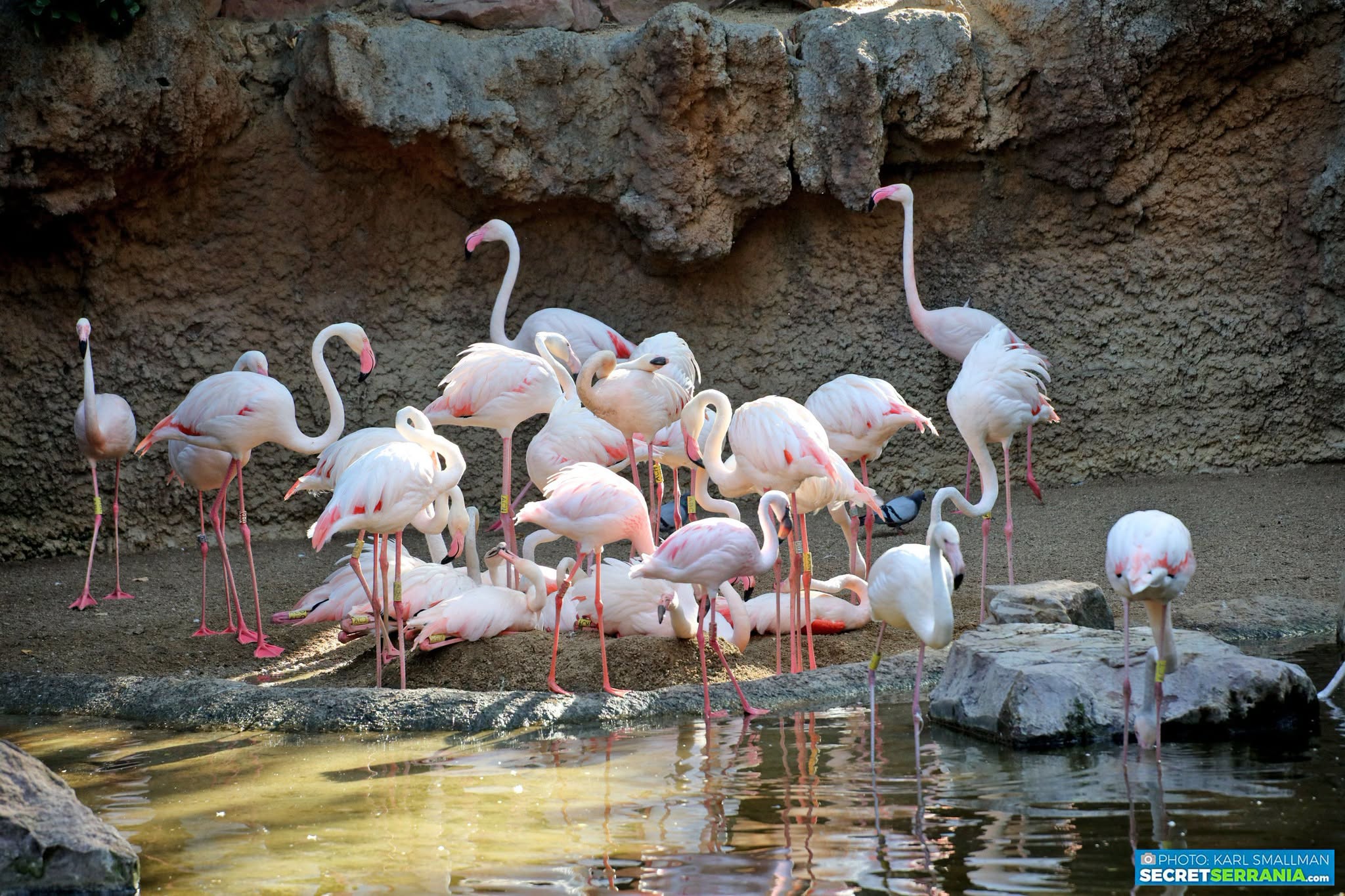 Enchanting Walk on the Wild Side at Bioparc in Fuengirola - photo 6